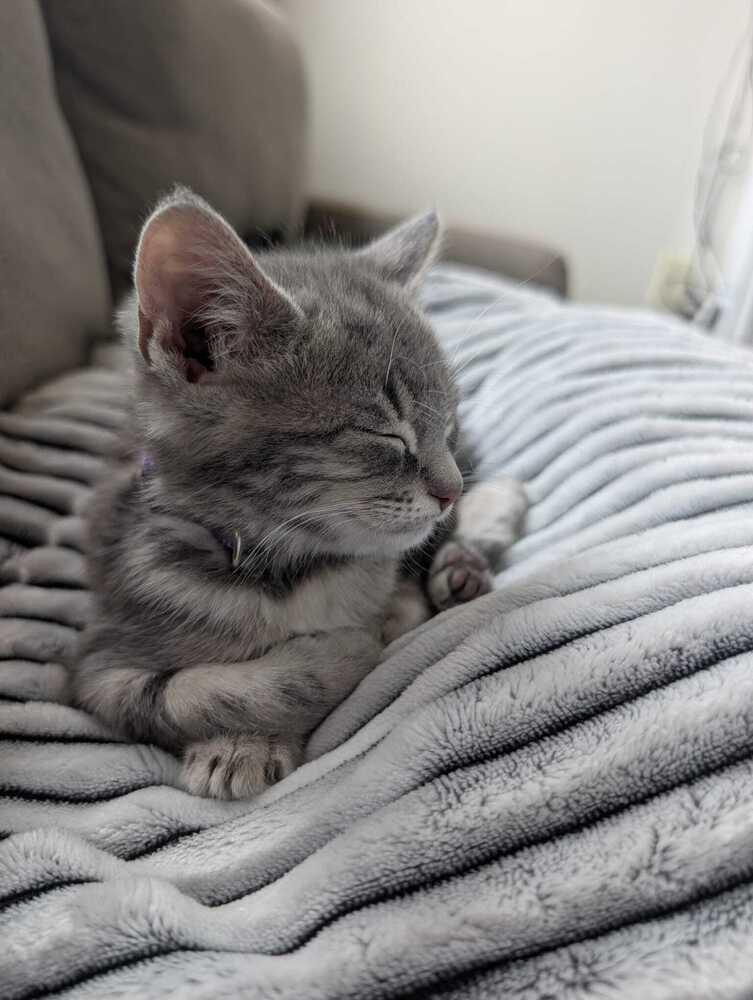 Enlarge Bulma Briefs, a Adoptable mixed breed in Pacifica, CA image 2/5