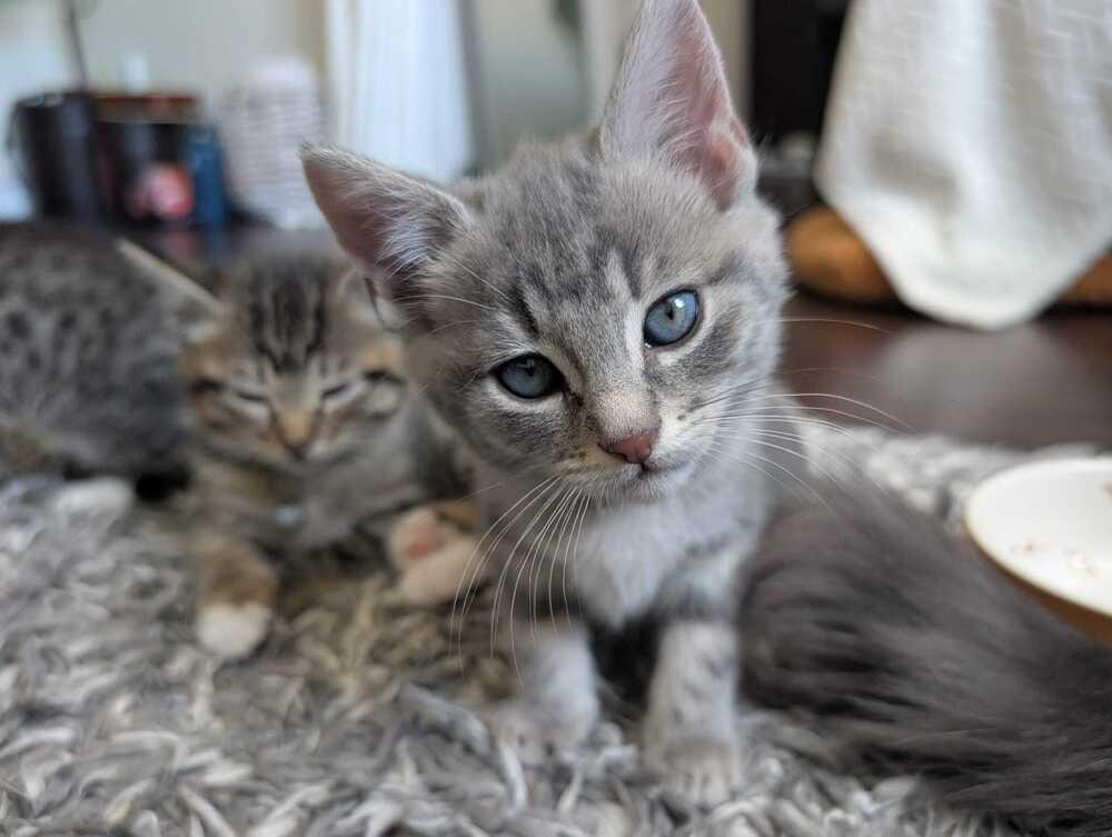 Enlarge Bulma Briefs, a Adoptable mixed breed in Pacifica, CA image 3/5