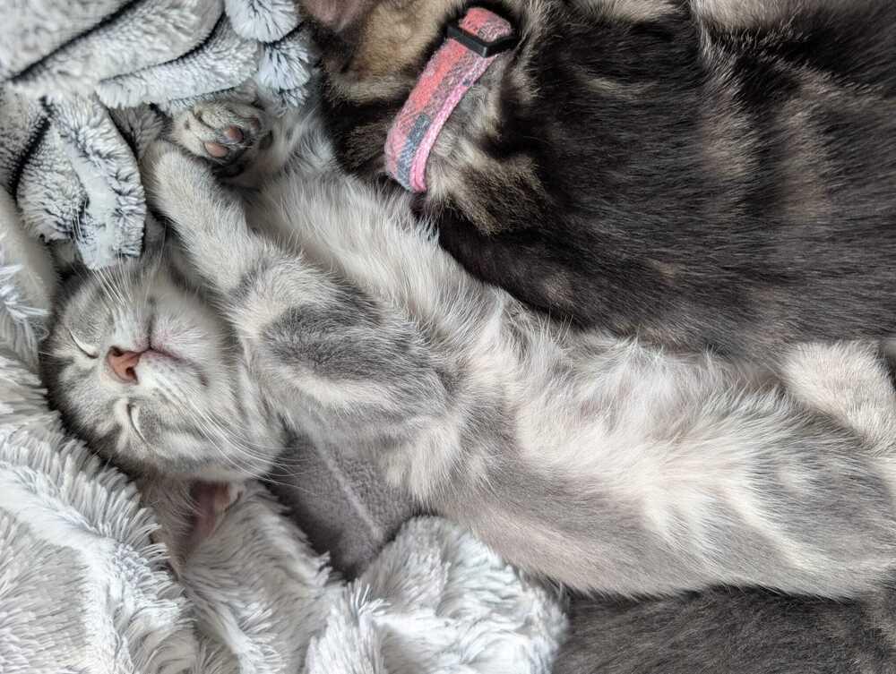 Enlarge Bulma Briefs, a Adoptable mixed breed in Pacifica, CA image 4/5