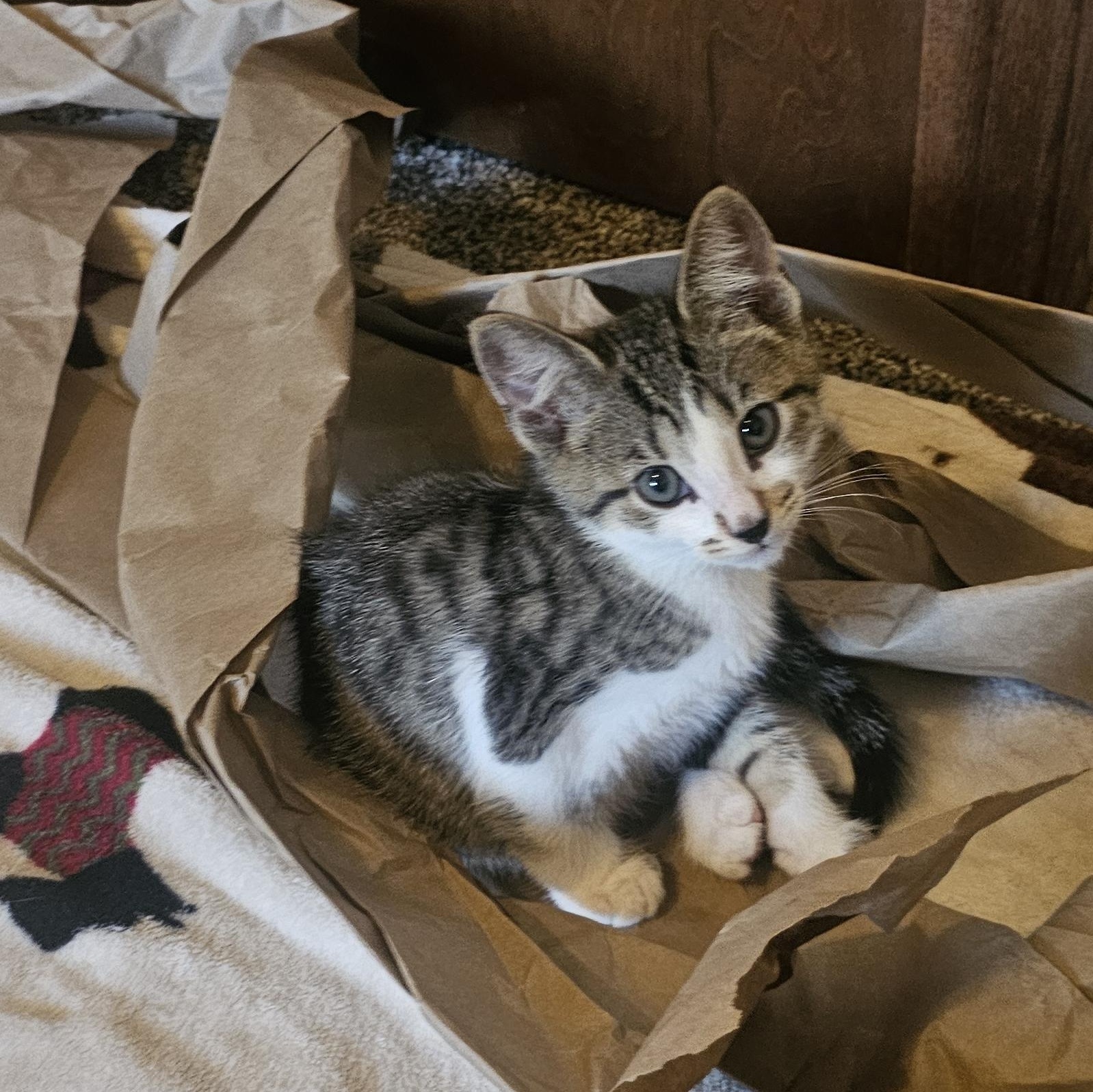 Teeny, a ADOPTABLE Domestic Short Hair in Hartville, OH image 2/3