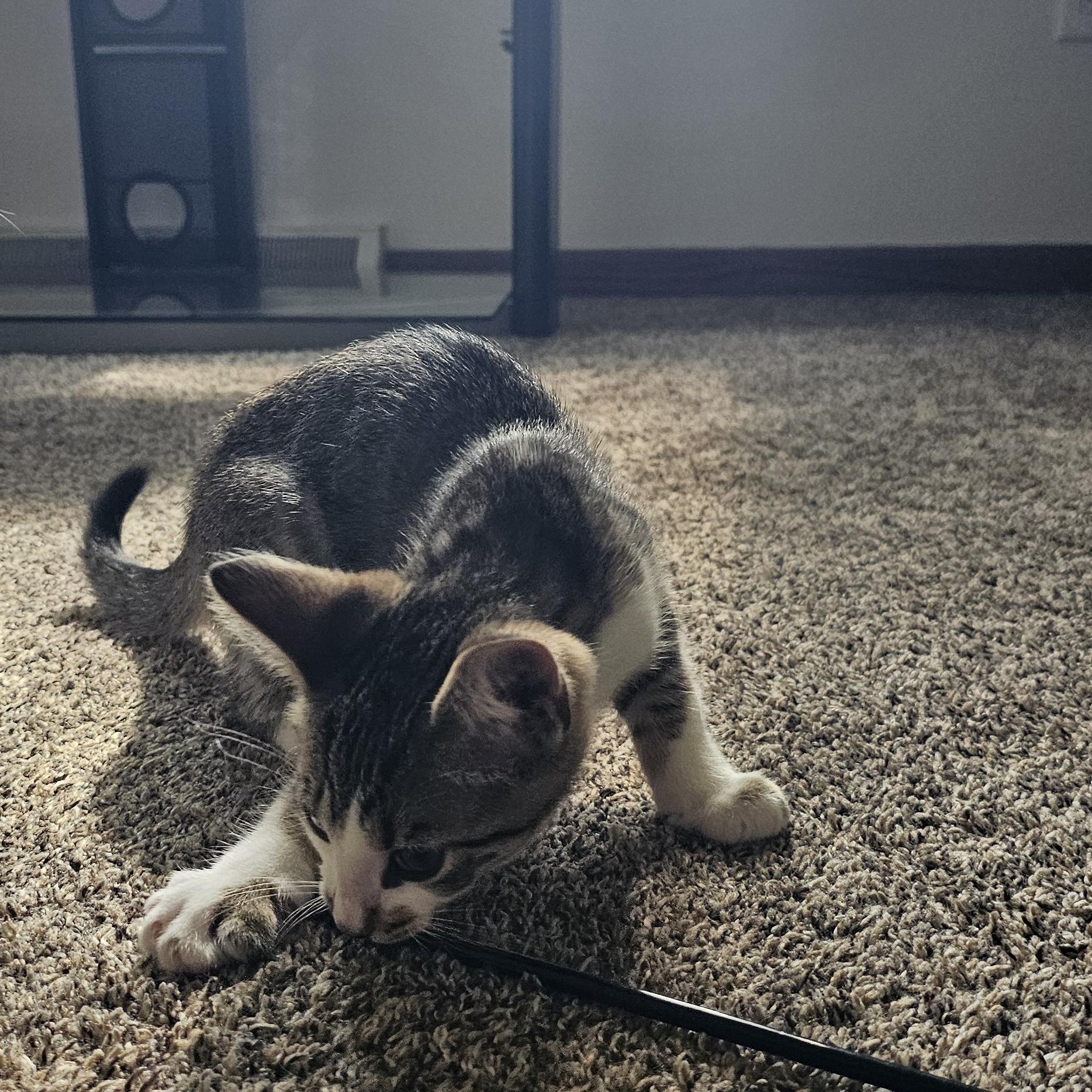 Teeny, a ADOPTABLE Domestic Short Hair in Hartville, OH image 3/3