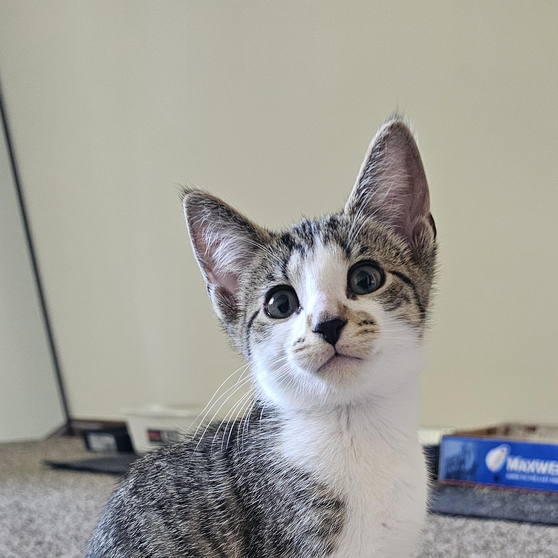 Teeny, a ADOPTABLE Domestic Short Hair in Hartville, OH image 1/3