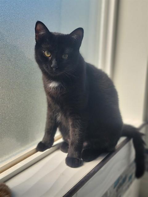 PEPPER, Adoptable, Young Female Domestic Short Hair.