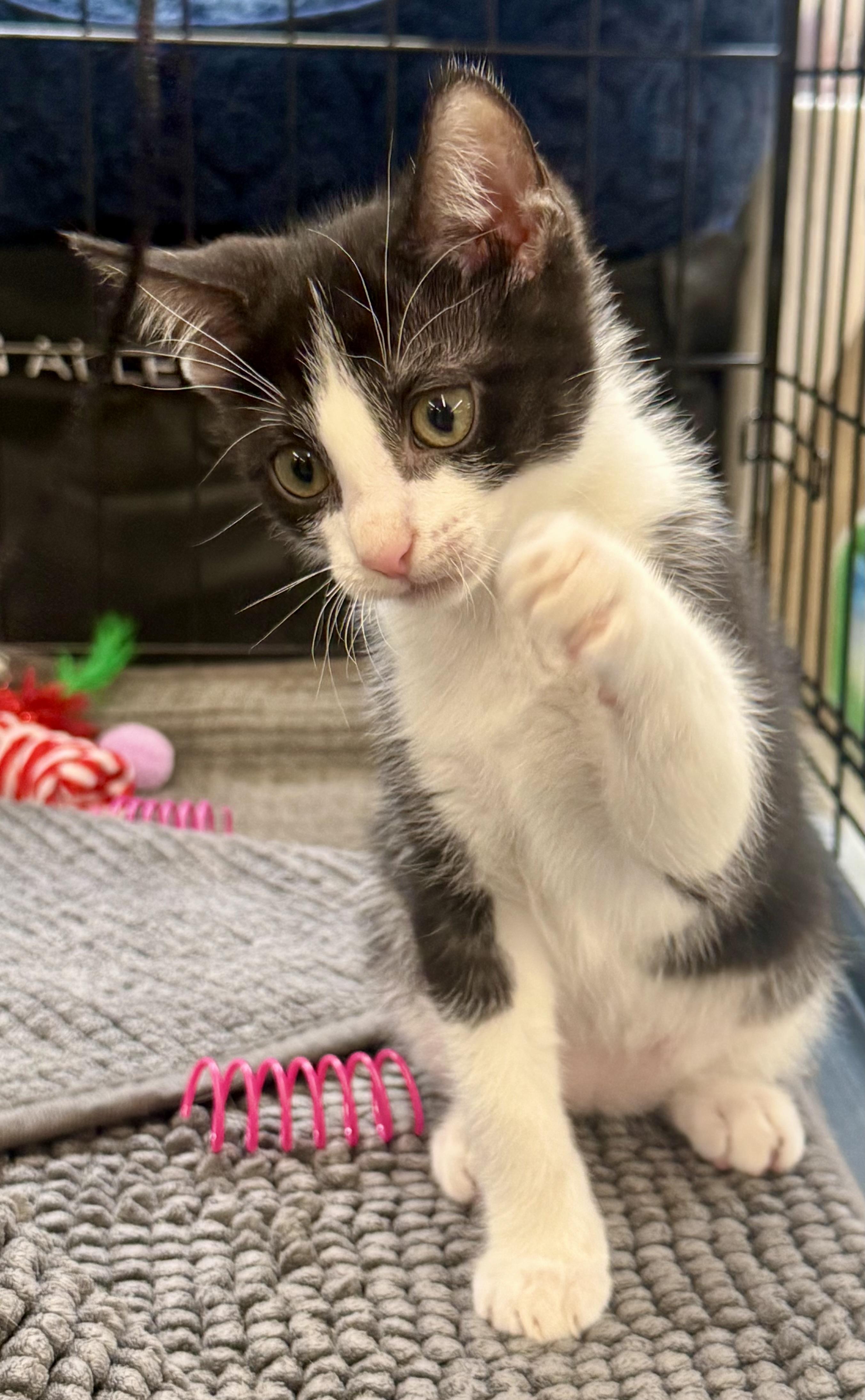 Enlarge Ramen (most popular playmate), a Adoptable Domestic Short Hair in Houston, TX image 4/6
