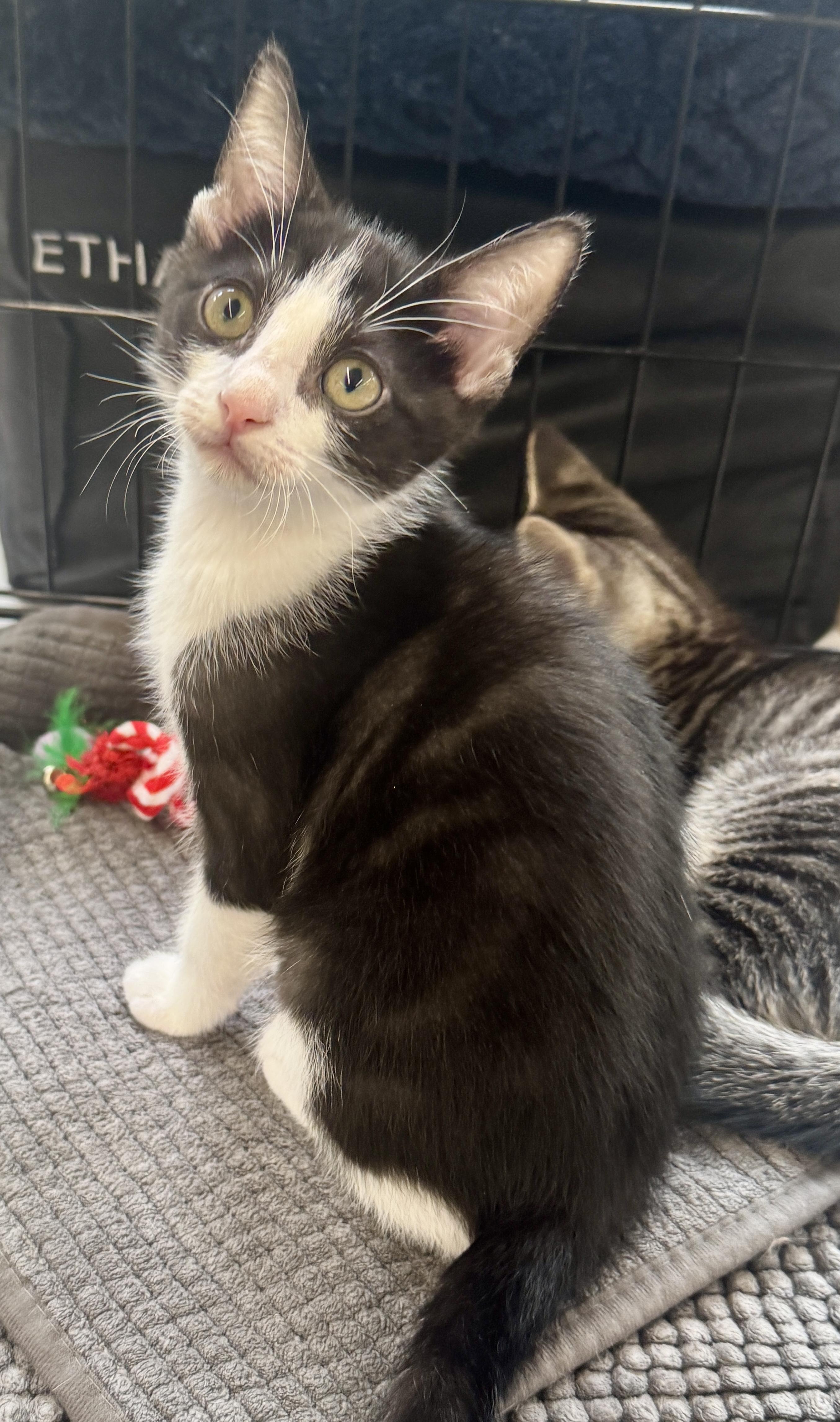 Enlarge Ramen (most popular playmate), a Adoptable Domestic Short Hair in Houston, TX image 6/6