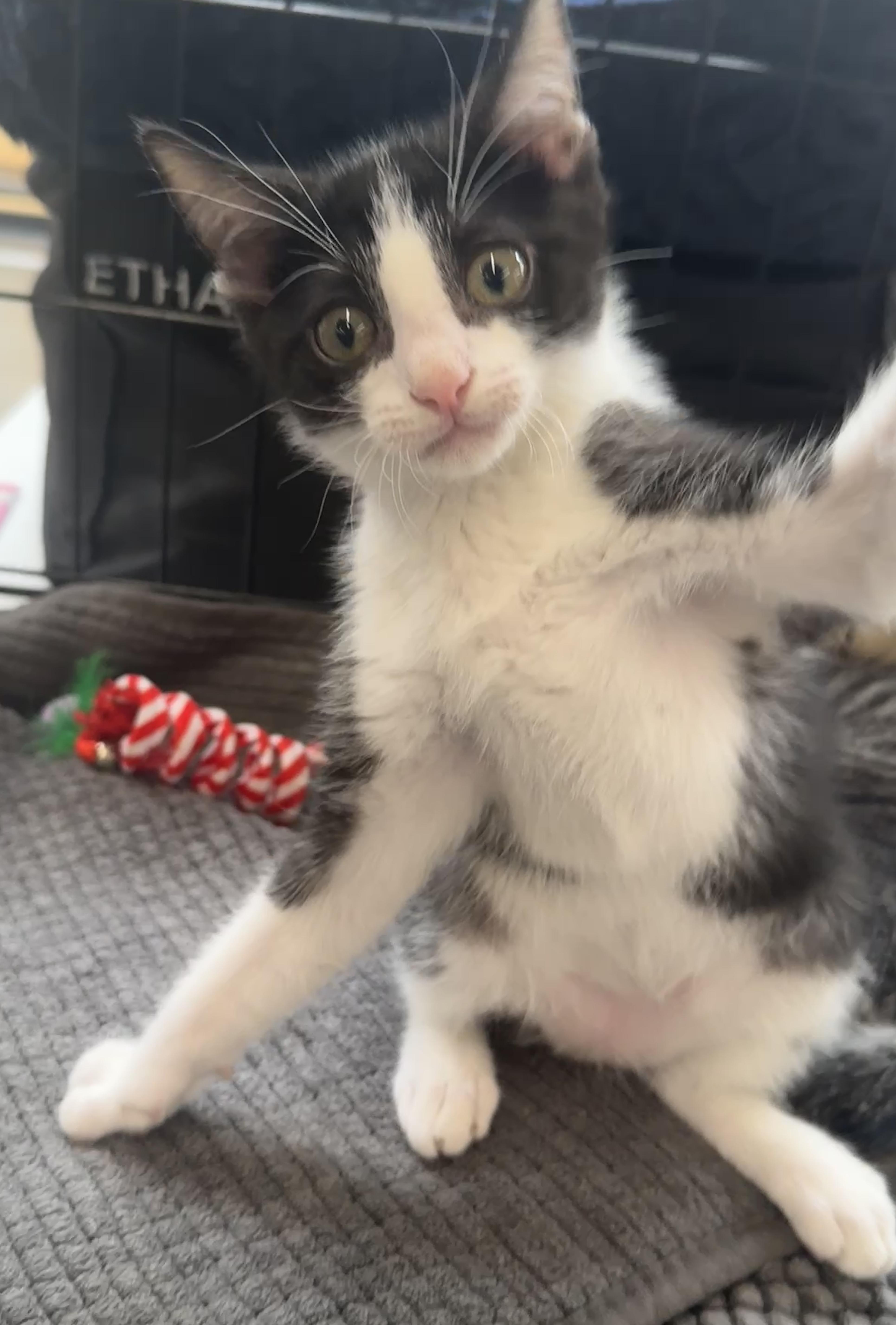 Enlarge Ramen (most popular playmate), a Adoptable Domestic Short Hair in Houston, TX image 2/6