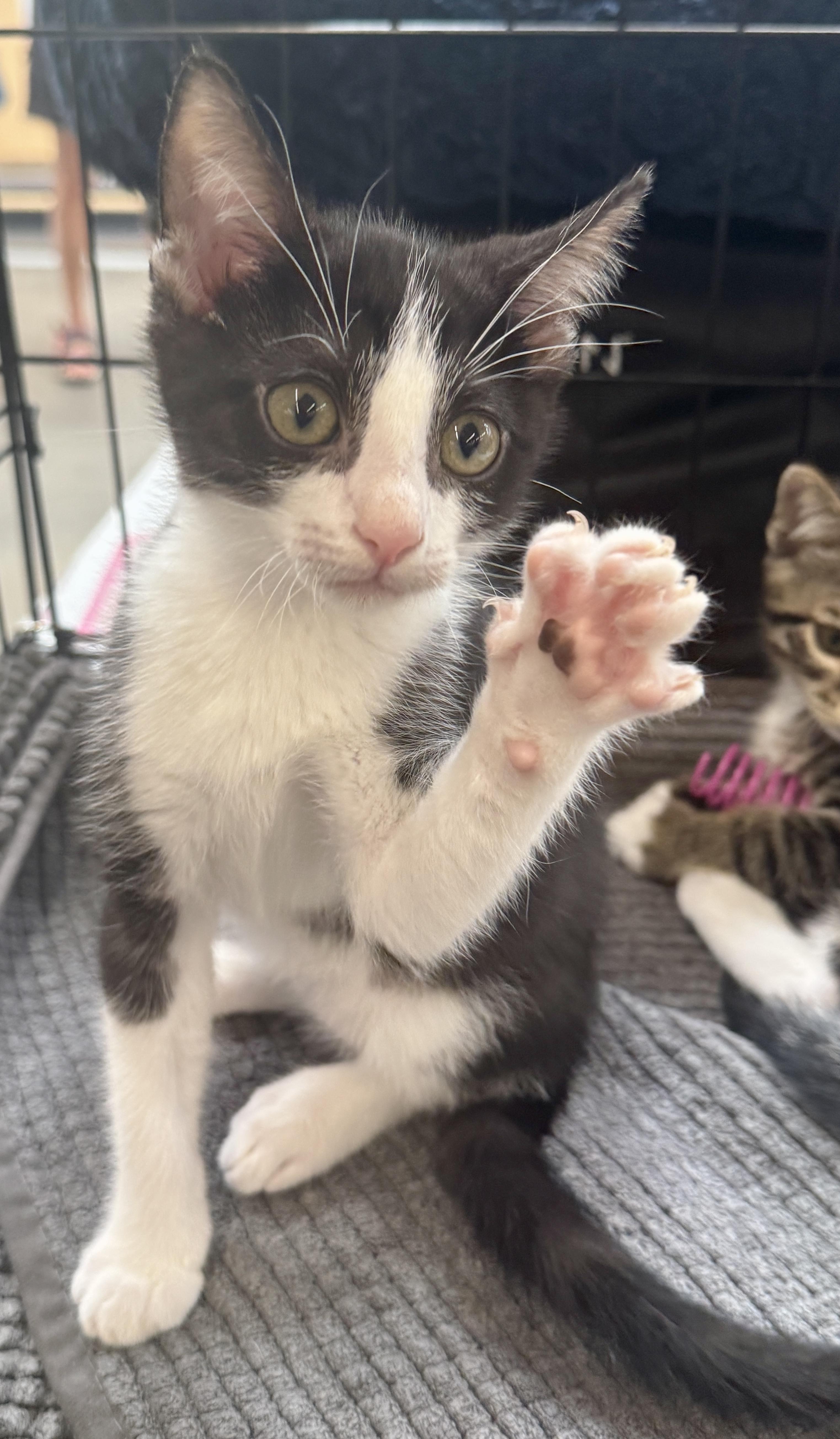 Enlarge Ramen (most popular playmate), a Adoptable Domestic Short Hair in Houston, TX image 5/6