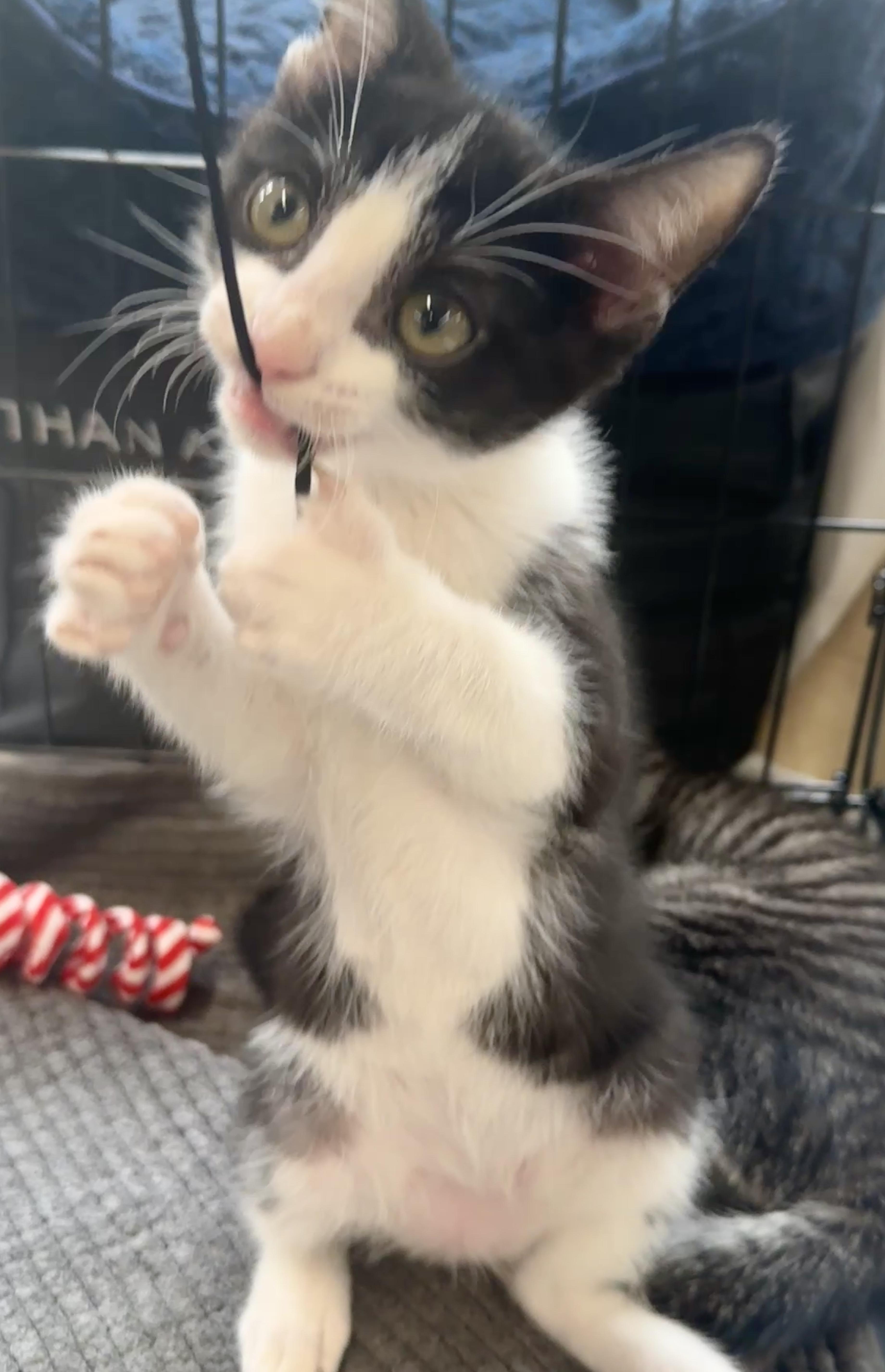 Enlarge Ramen (most popular playmate), a Adoptable Domestic Short Hair in Houston, TX image 1/6