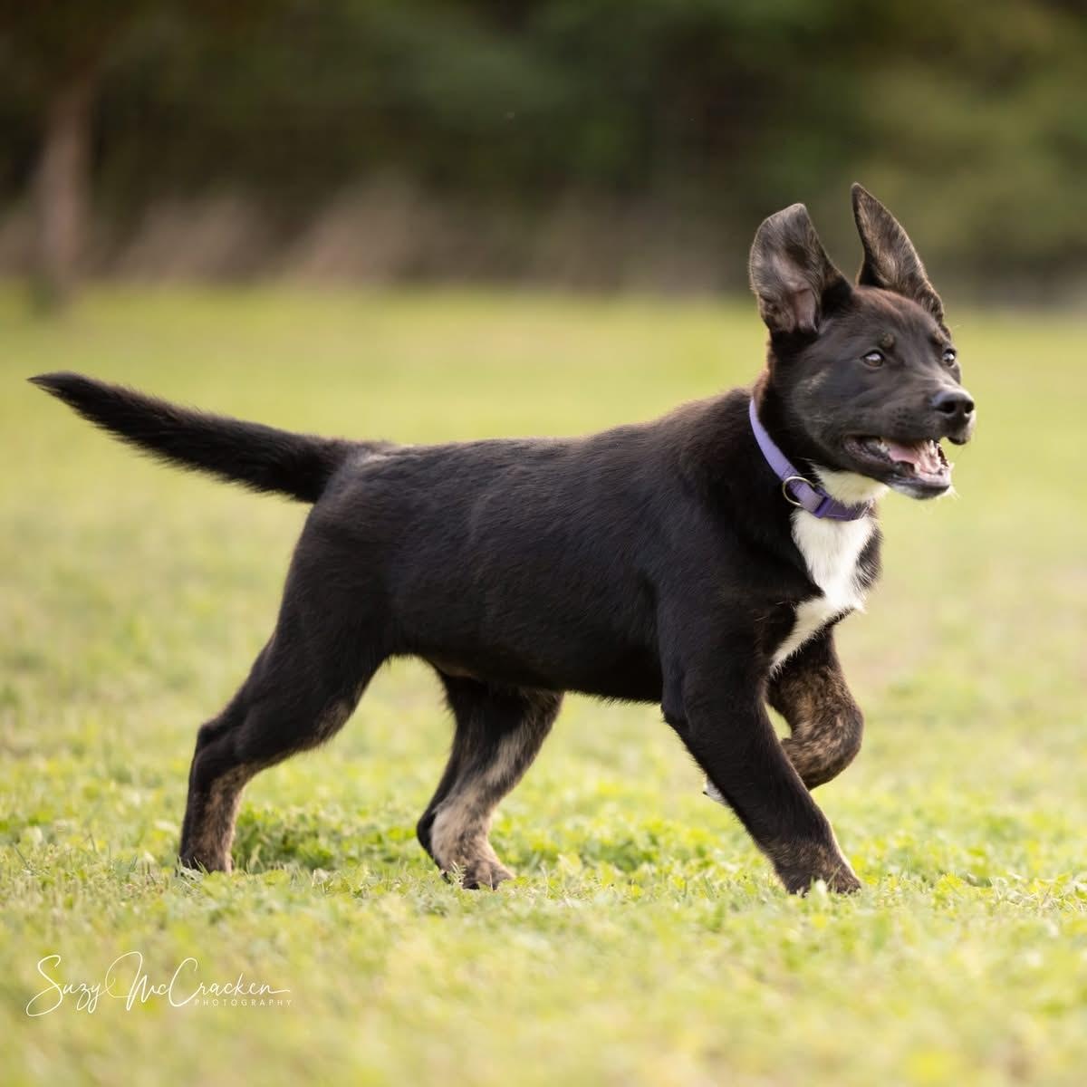 Edward, a Adoptable mixed breed in Portland, OR image 4/5