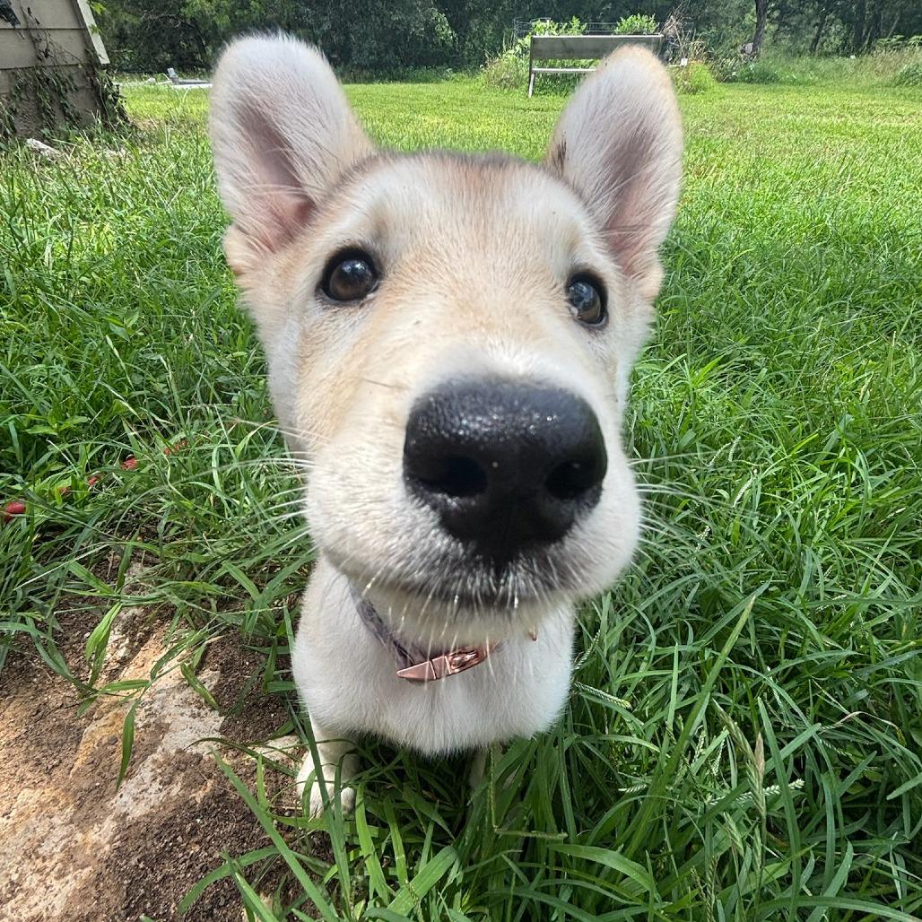 Zoey, Adoptable, Puppy Female Siberian Husky & Siberian Husky.