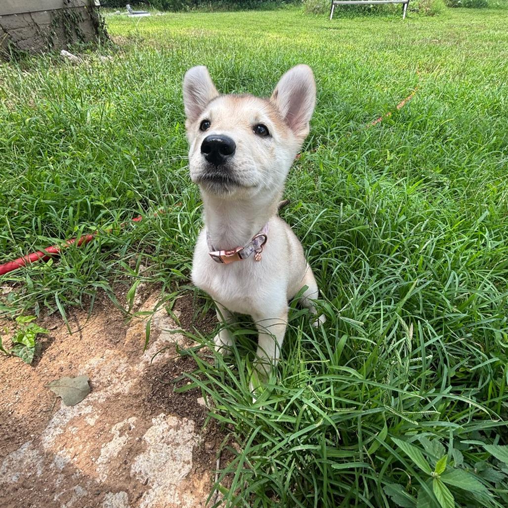 Enlarge Zoey, a Adoptable mixed breed in Cedar Creek, TX image 2/4