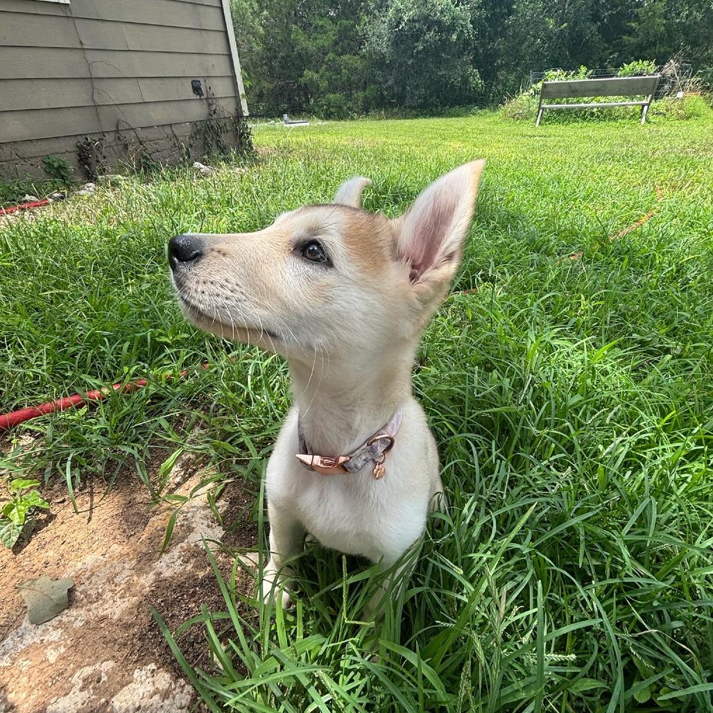 Enlarge Zoey, a Adoptable mixed breed in Cedar Creek, TX image 3/4