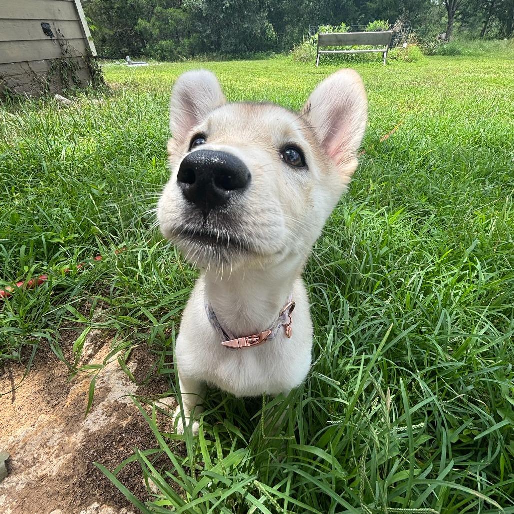 Enlarge Zoey, a Adoptable mixed breed in Cedar Creek, TX image 4/4