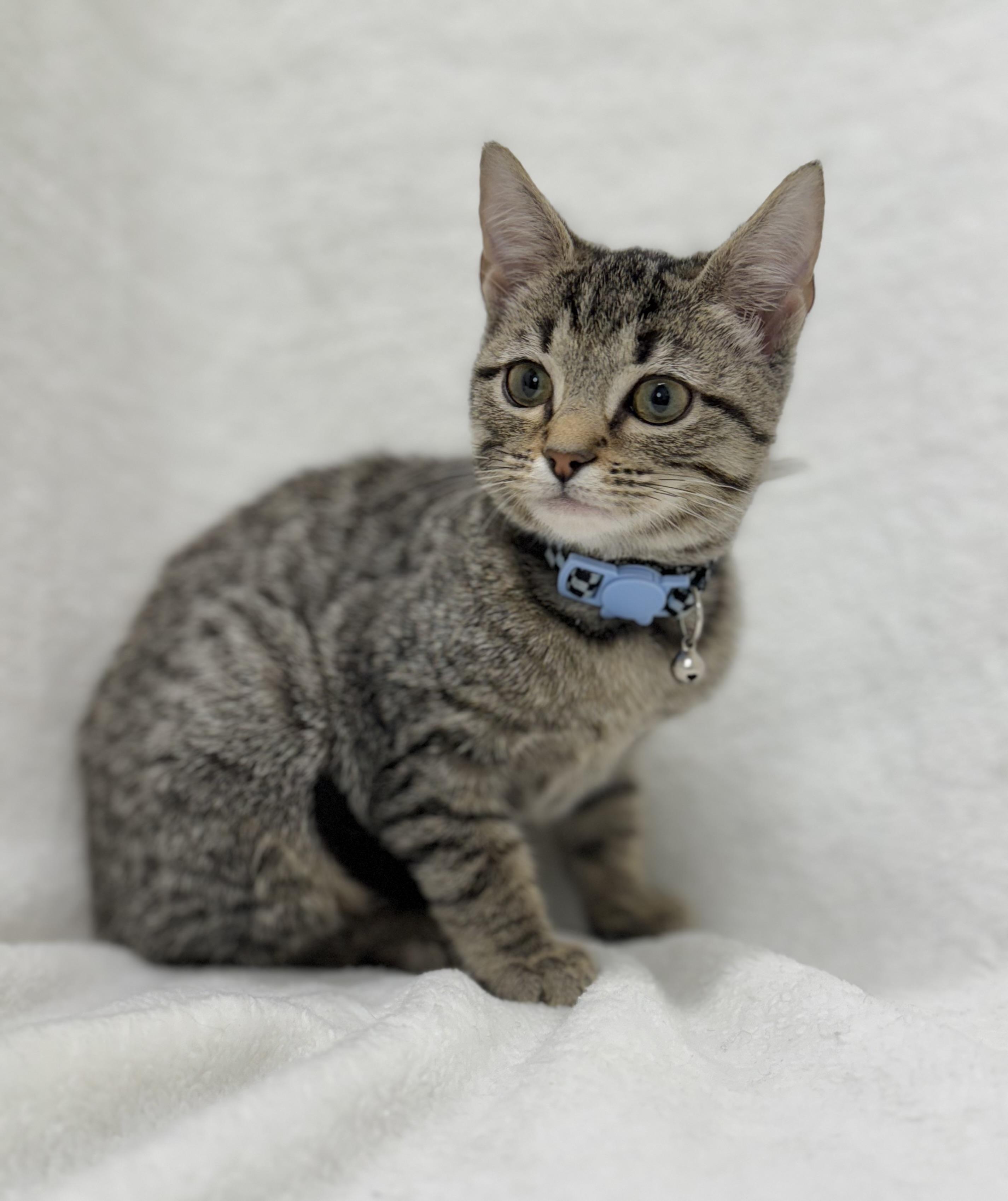 Fig, a Adoptable mixed breed in Greensboro, NC image 2/5