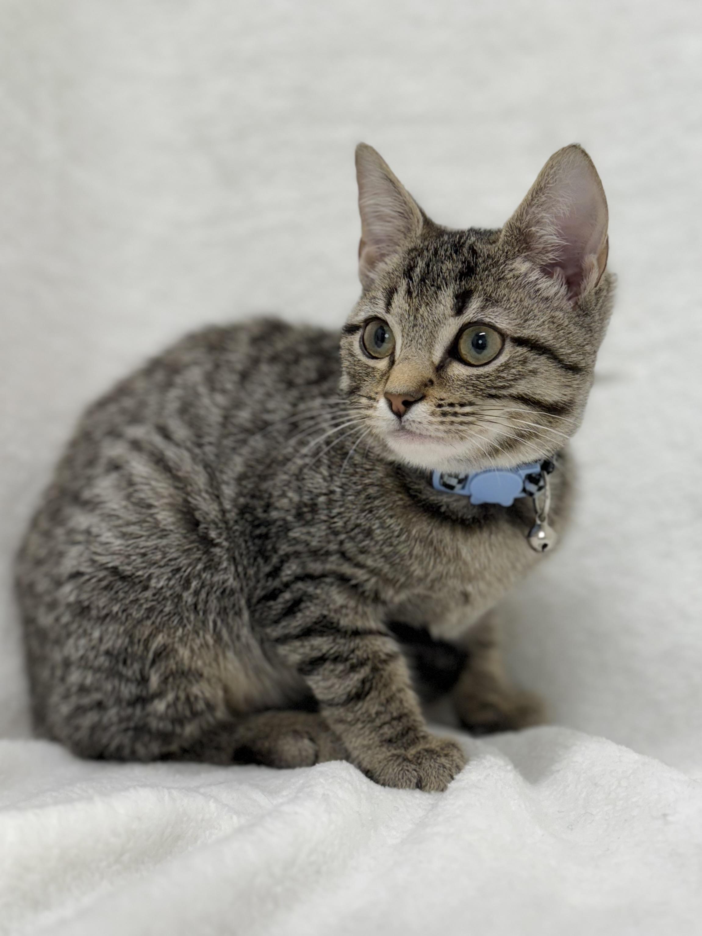 Fig, a Adoptable mixed breed in Greensboro, NC image 3/5