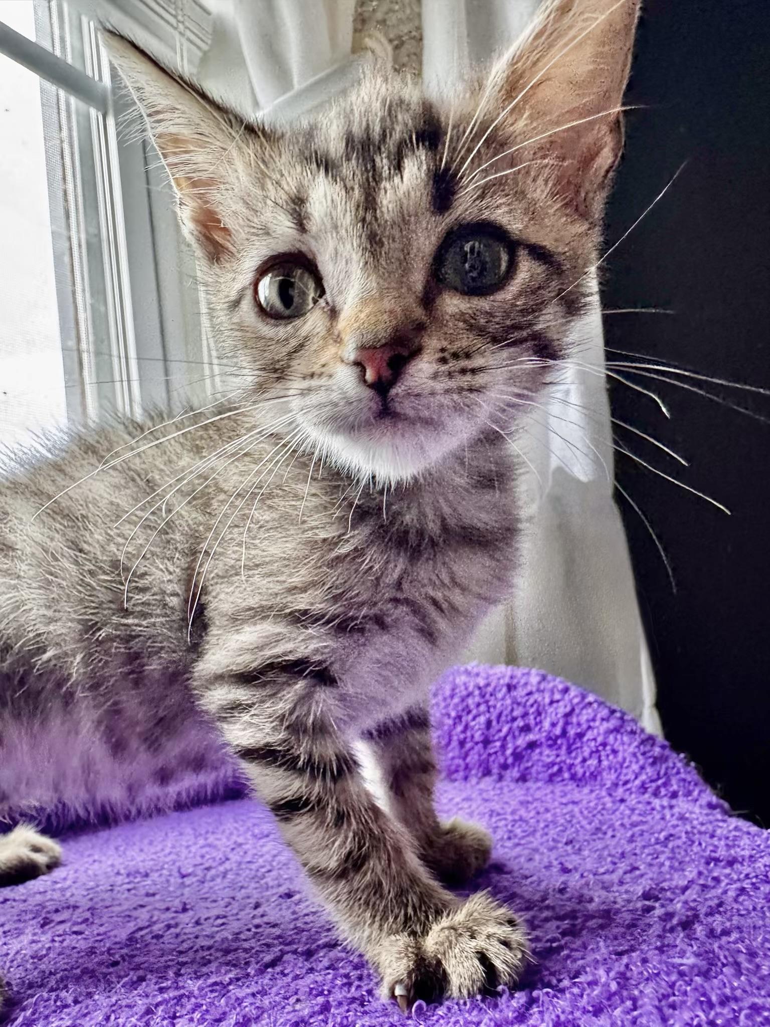 Fig, a Adoptable mixed breed in Greensboro, NC image 4/5