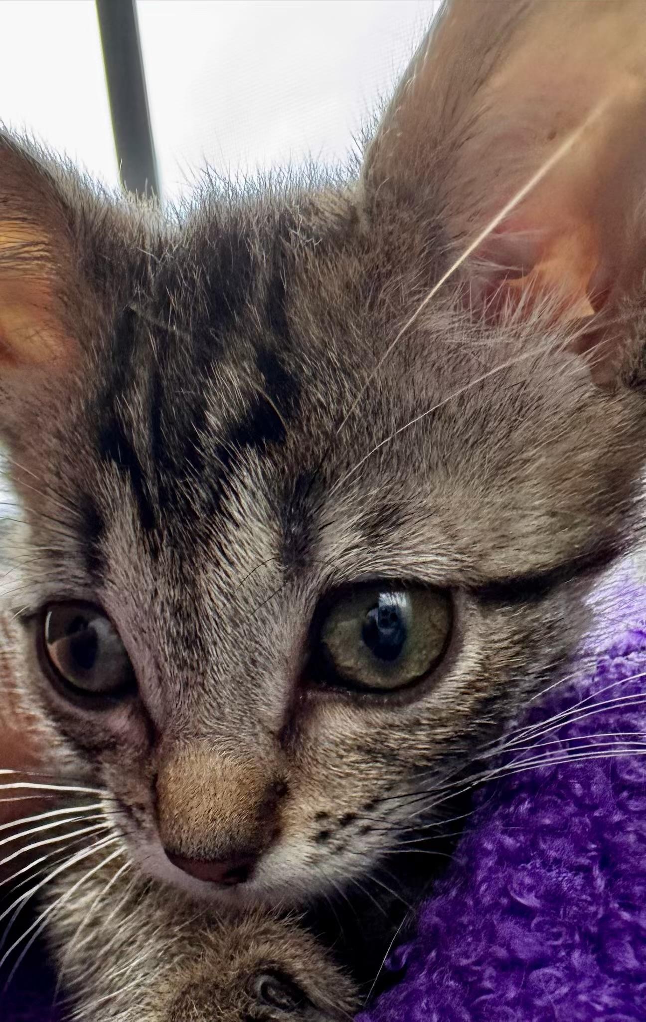 Fig, a Adoptable mixed breed in Greensboro, NC image 5/5