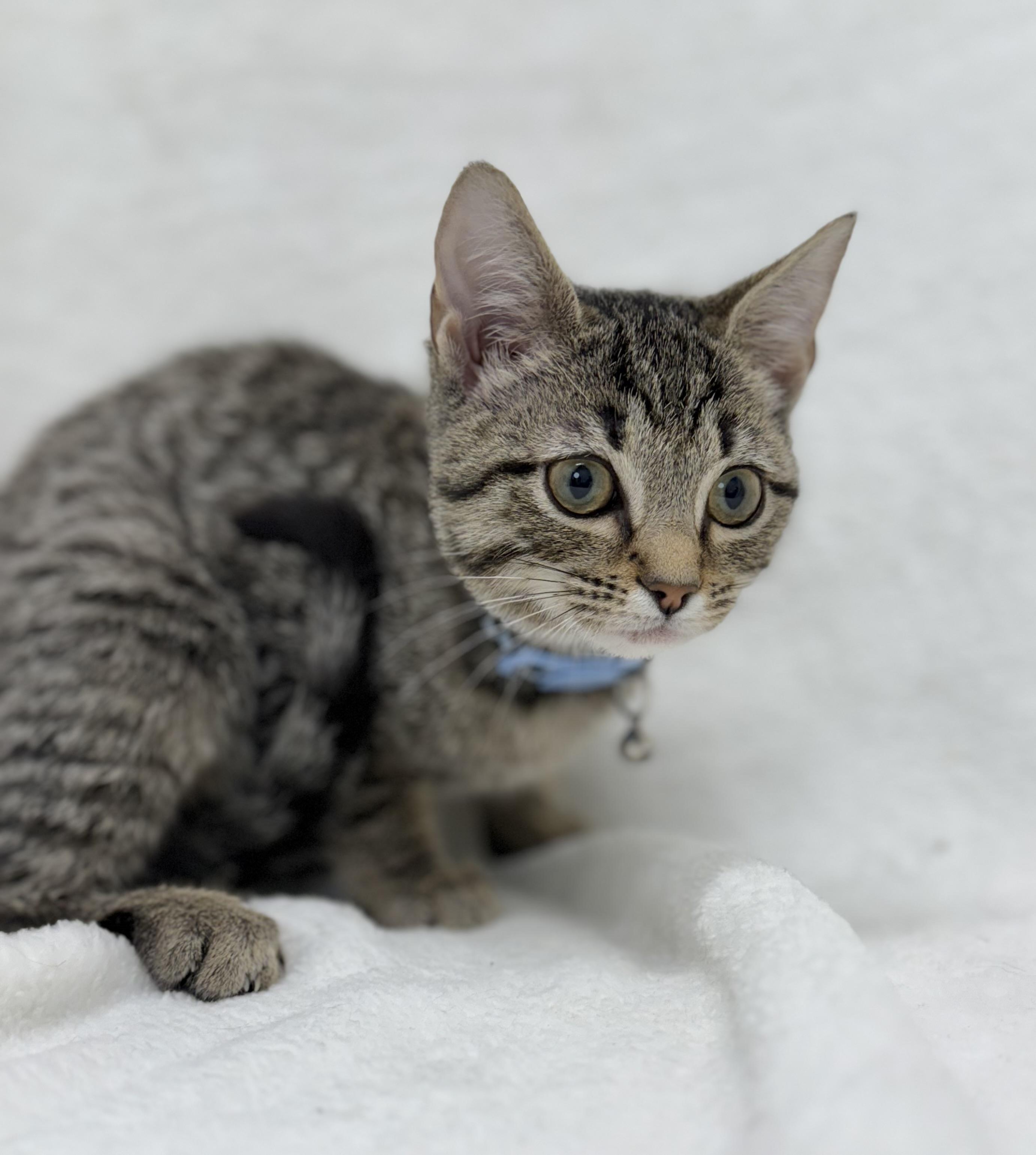 Fig, a Adoptable mixed breed in Greensboro, NC image 1/5