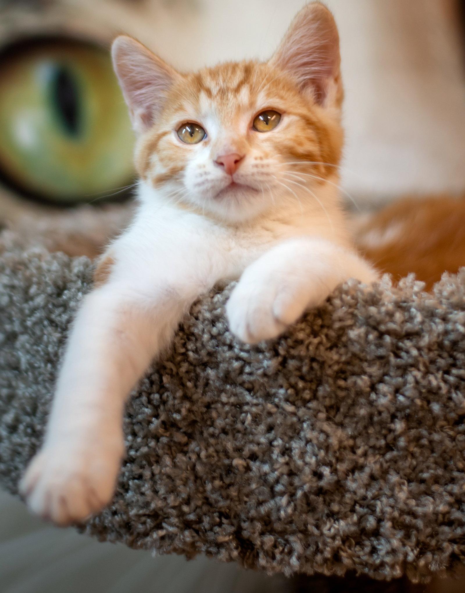 streetcar, Adopted, Kitten Male Tabby & Domestic Short Hair.
