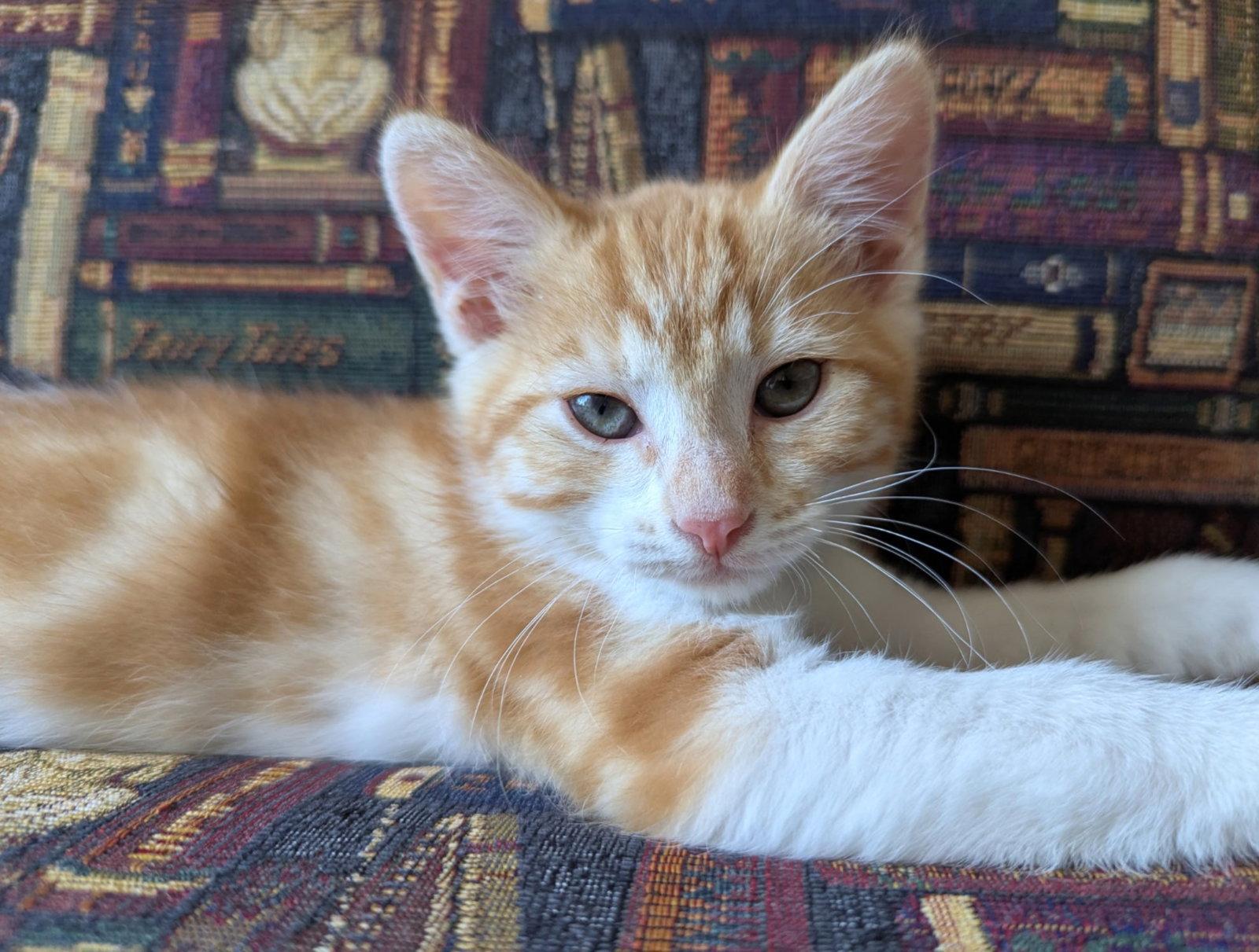 streetcar, a Adopted mixed breed in San Jose, CA image 3/3