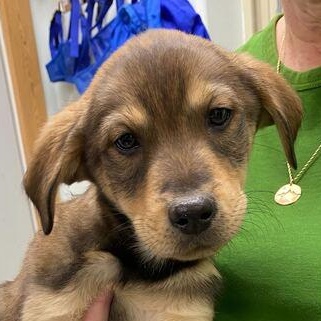 Vixen, Adoptable, Puppy Female Husky & Yellow Labrador Retriever.