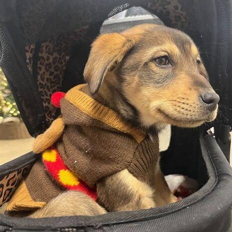 Vixen, a Adoptable mixed breed in Driggs, ID image 2/2