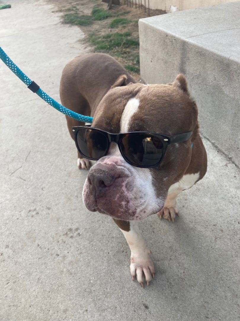 Mabel, Adopted, Senior Female American Bully.