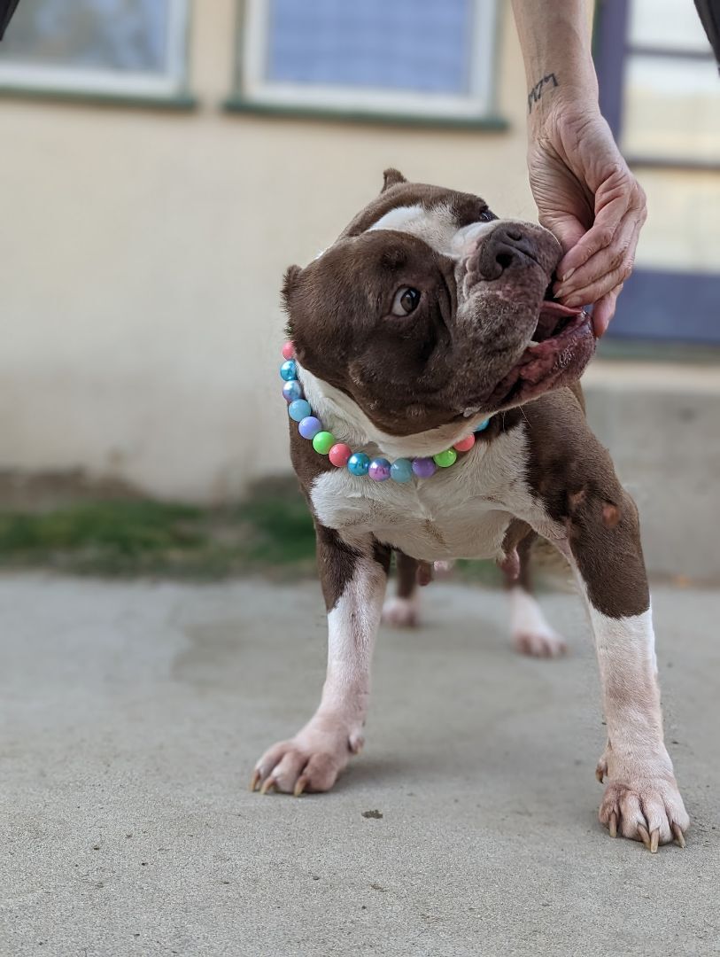 Enlarge Mabel, a Adopted American Bully in BAKERSFIELD, CA image 2/12