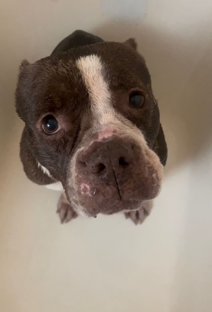 Enlarge Mabel, a Adopted American Bully in BAKERSFIELD, CA image 3/12