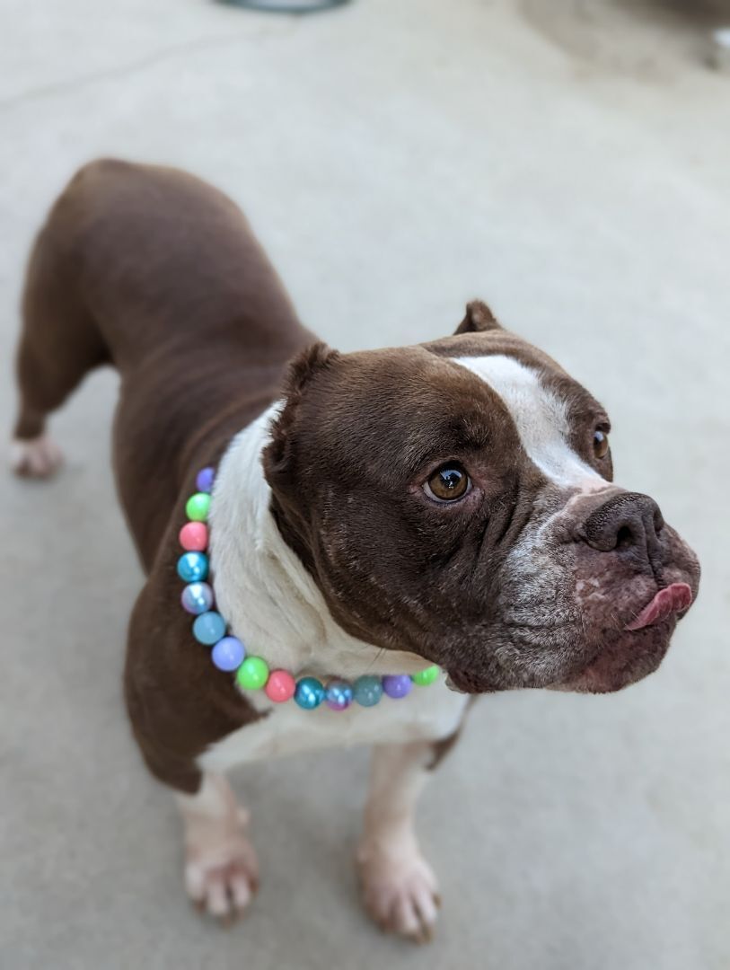 Enlarge Mabel, a Adopted American Bully in BAKERSFIELD, CA image 5/12