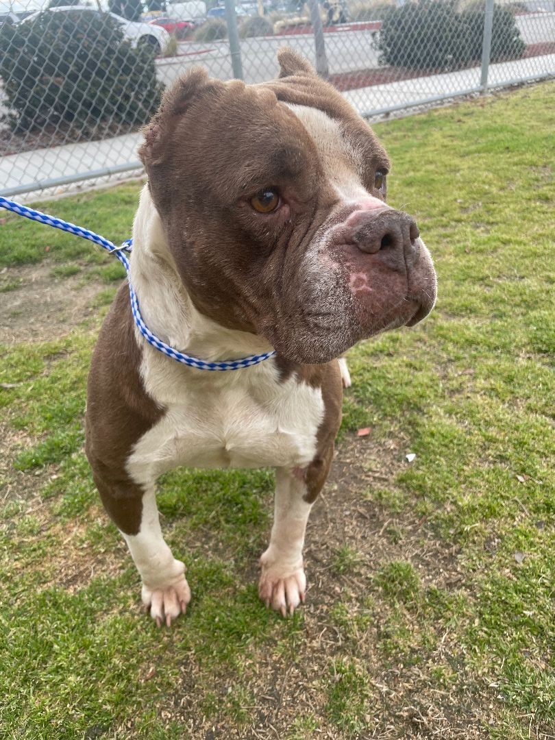 Enlarge Mabel, a Adopted American Bully in BAKERSFIELD, CA image 6/12