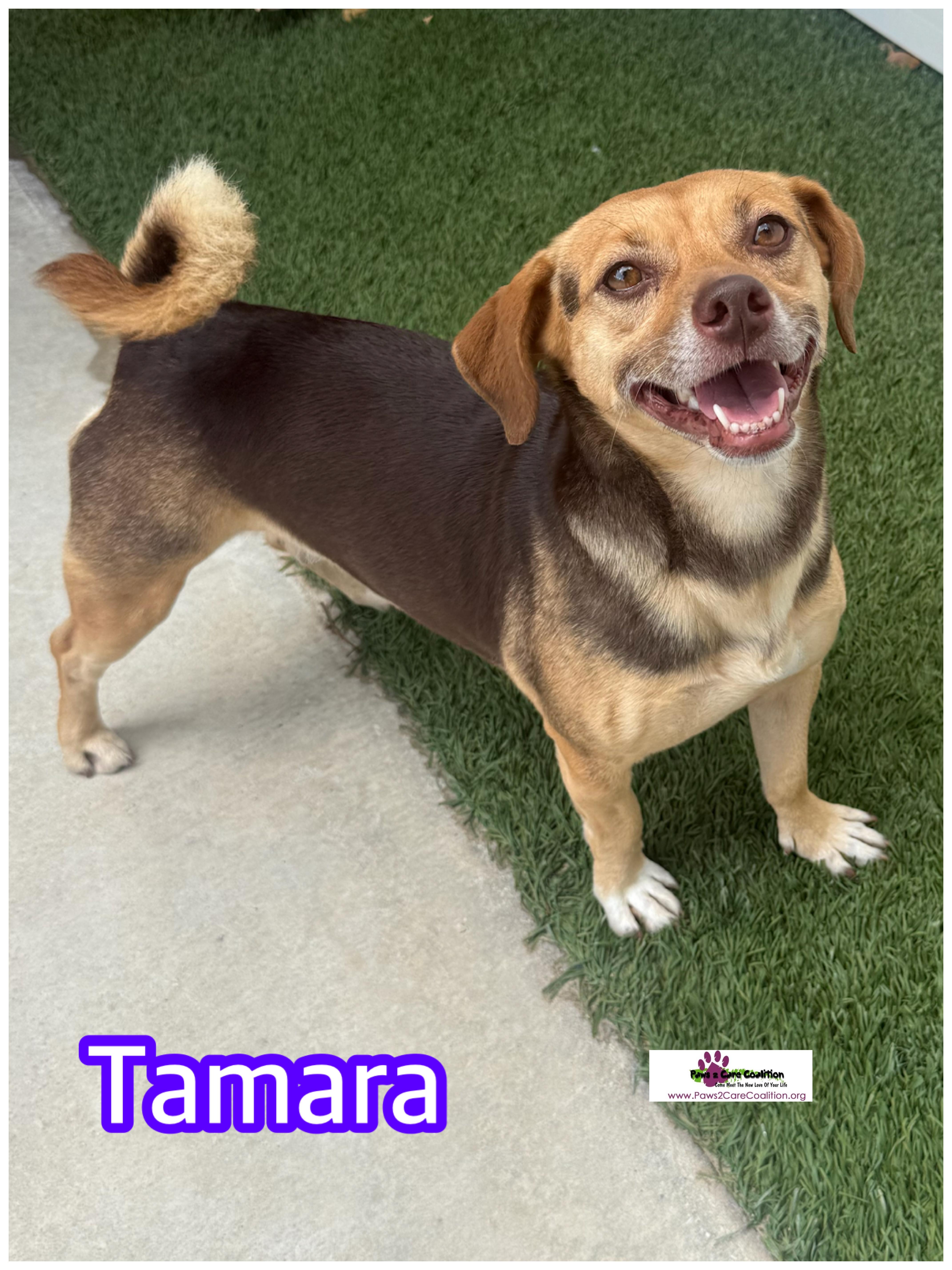 Tamara, ADOPTABLE, Adult Female Terrier & Beagle.