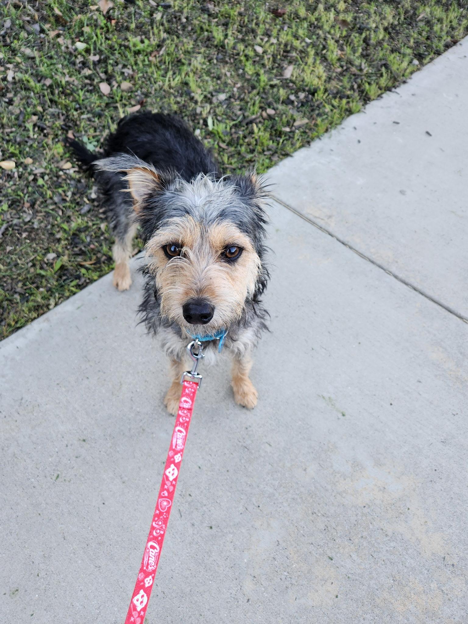 Hamilton, a ADOPTABLE mixed breed in Pasadena, CA image 6/6