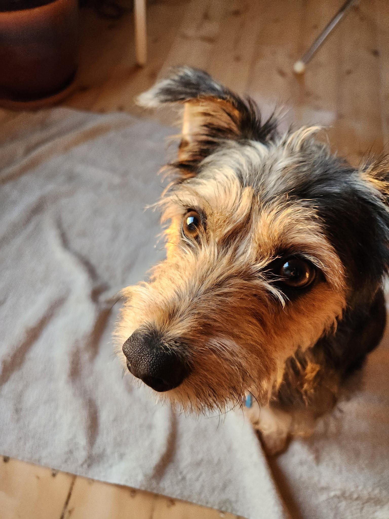 Hamilton, a ADOPTABLE mixed breed in Pasadena, CA image 4/6