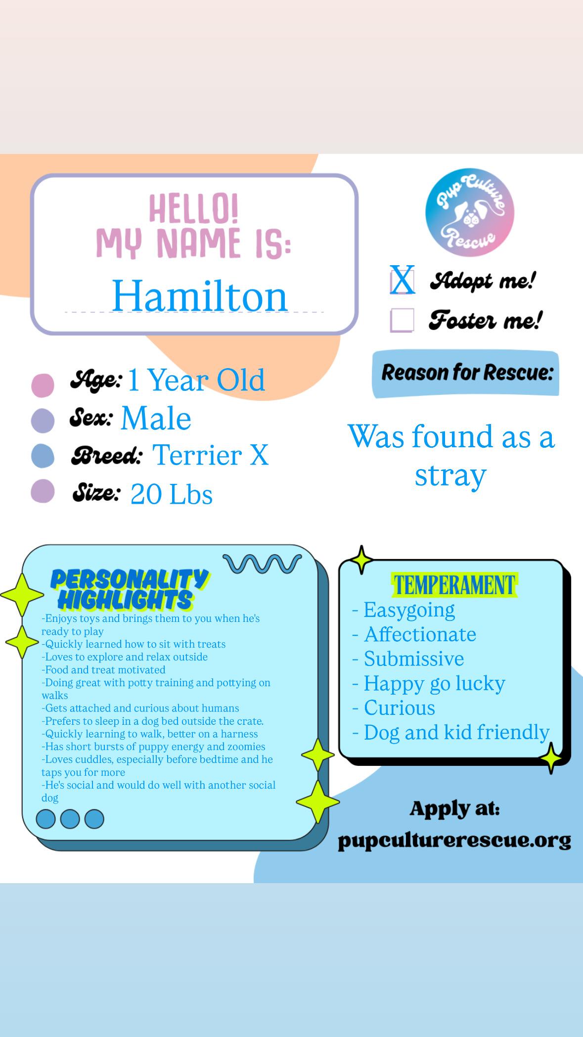 Hamilton, a ADOPTABLE mixed breed in Pasadena, CA image 2/6