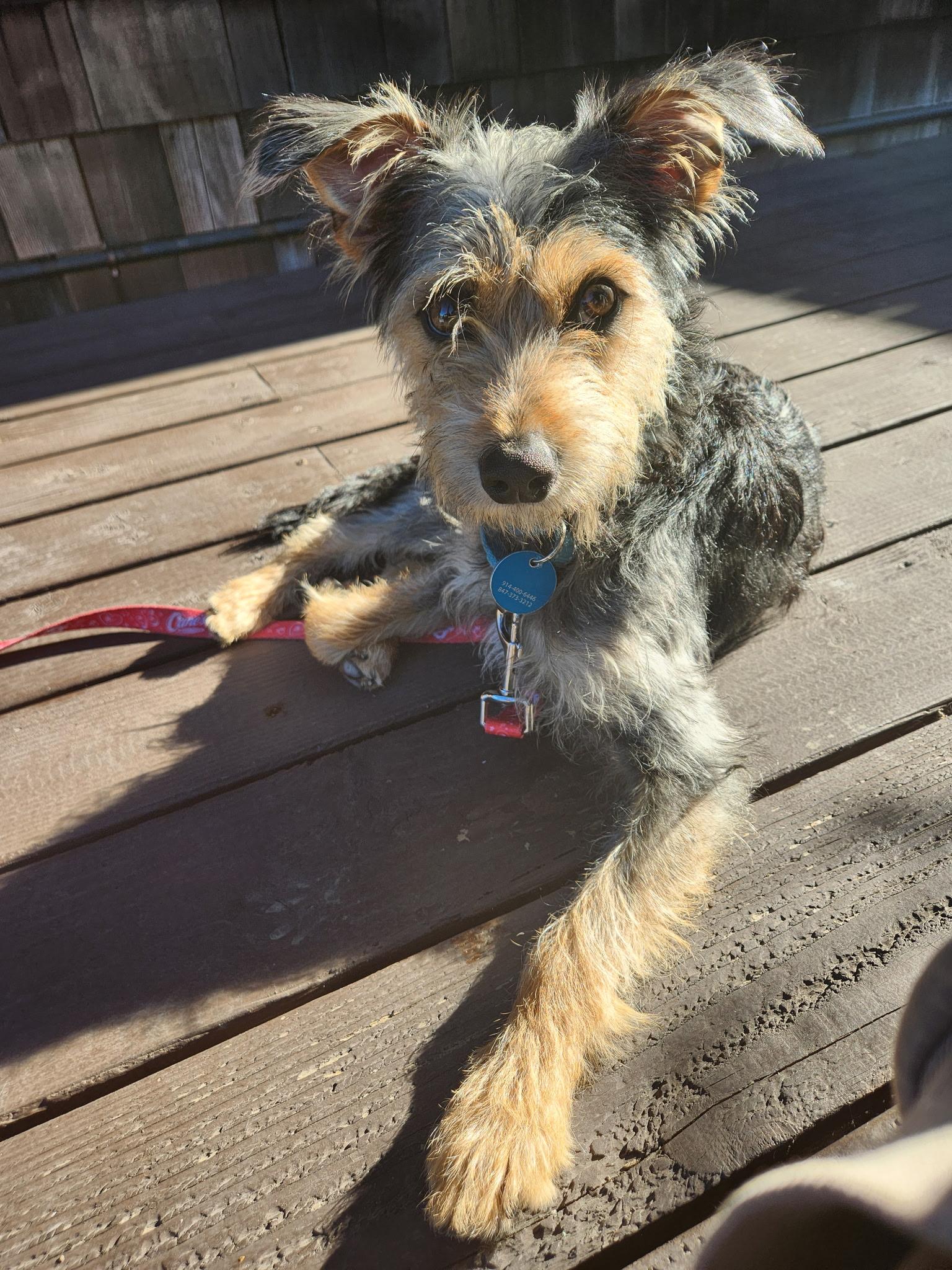 Hamilton, a ADOPTABLE mixed breed in Pasadena, CA image 1/6