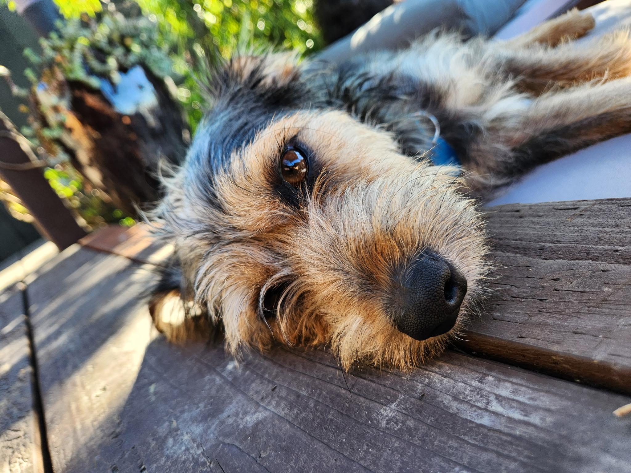 Hamilton, a ADOPTABLE mixed breed in Pasadena, CA image 3/6