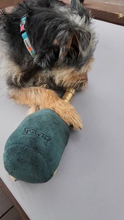 Enlarge Hamilton, a ADOPTABLE mixed breed in Pasadena, CA video 5/6