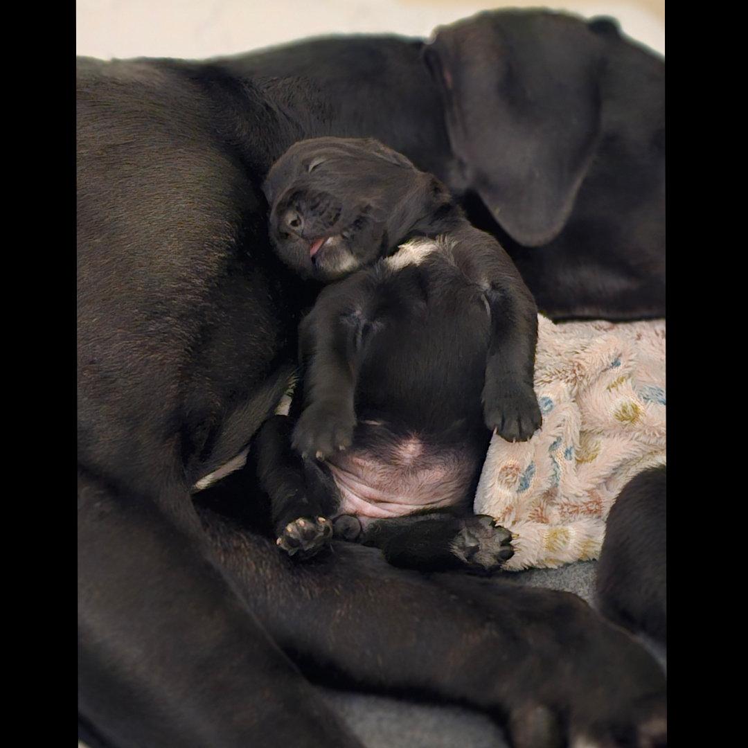 Luna, adoptable, Puppy Female Black Labrador Retriever & Great Dane.