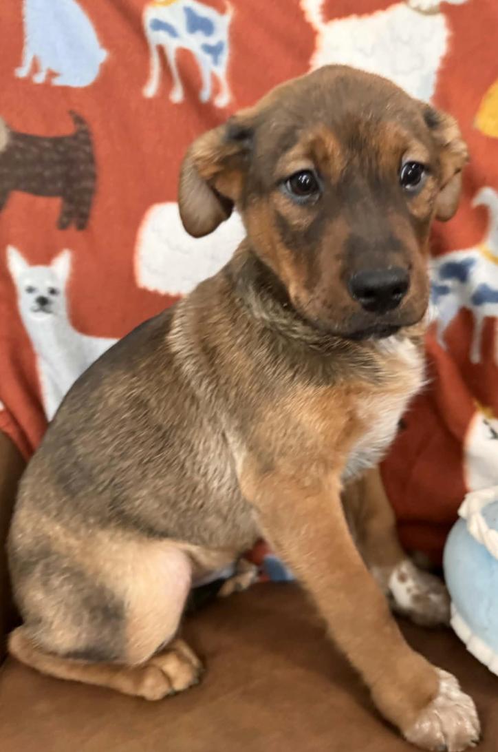 Charlie Peanuts thumbnail 2