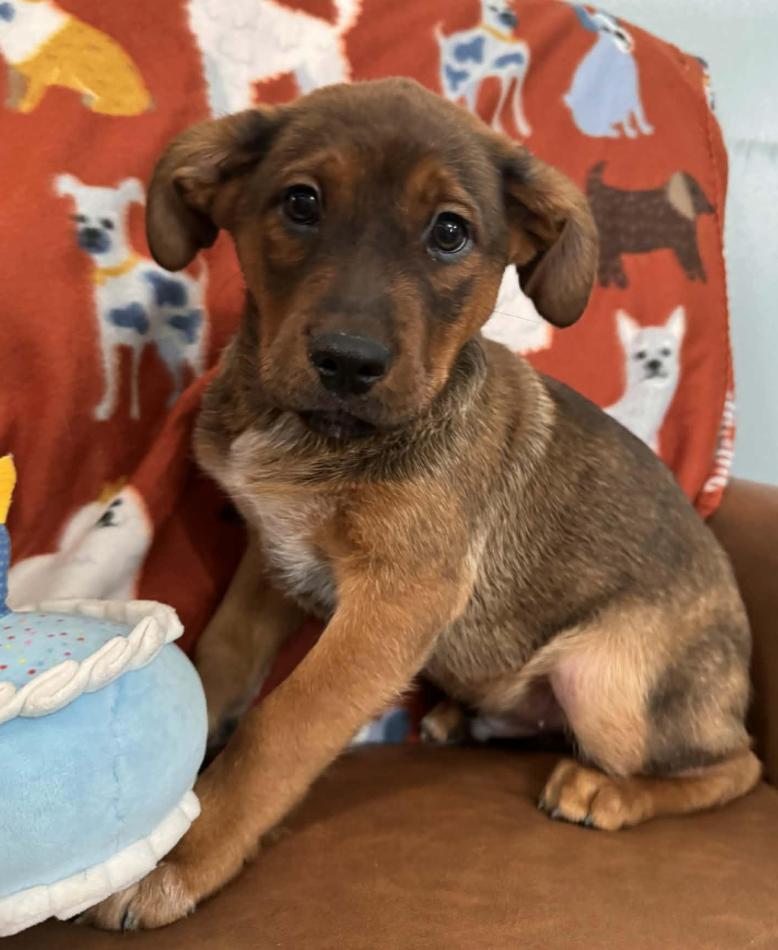 Charlie Peanuts thumbnail 3