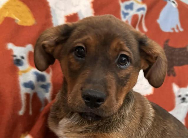 Charlie Peanuts thumbnail 4