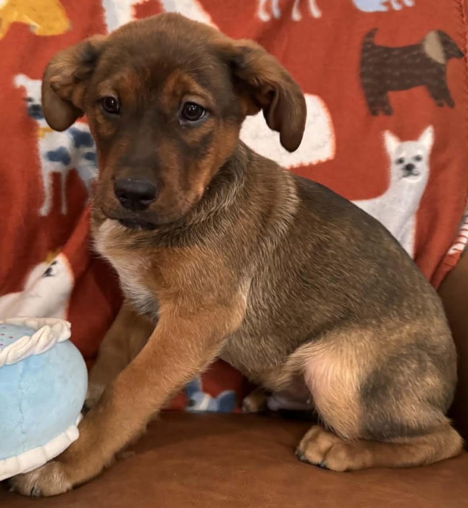 Charlie Peanuts thumbnail 5