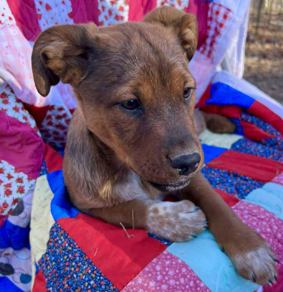 Charlie Peanuts thumbnail 6