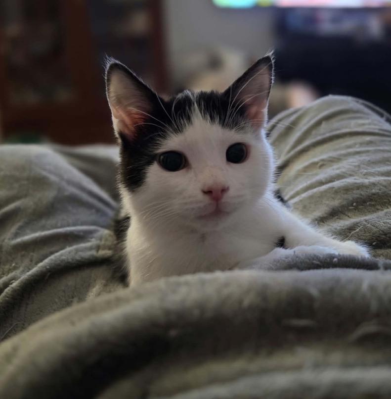 Enlarge Dove, a Adoptable Domestic Short Hair in Maineville, OH image 2/6