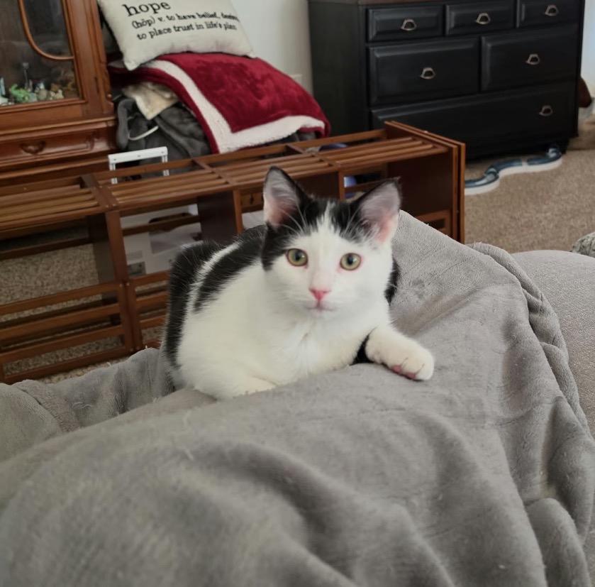 Enlarge Dove, a Adoptable Domestic Short Hair in Maineville, OH image 4/6