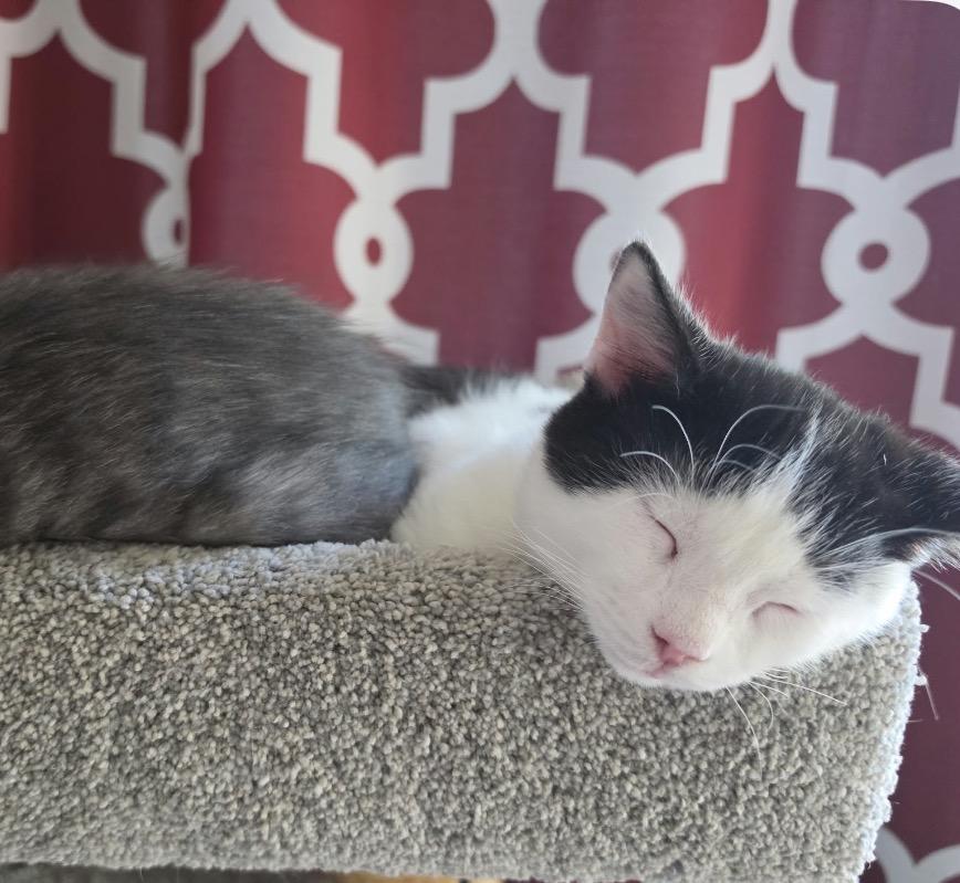 Enlarge Dove, a Adoptable Domestic Short Hair in Maineville, OH image 3/6