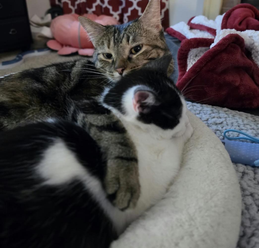 Enlarge Dove, a Adoptable Domestic Short Hair in Maineville, OH image 5/6
