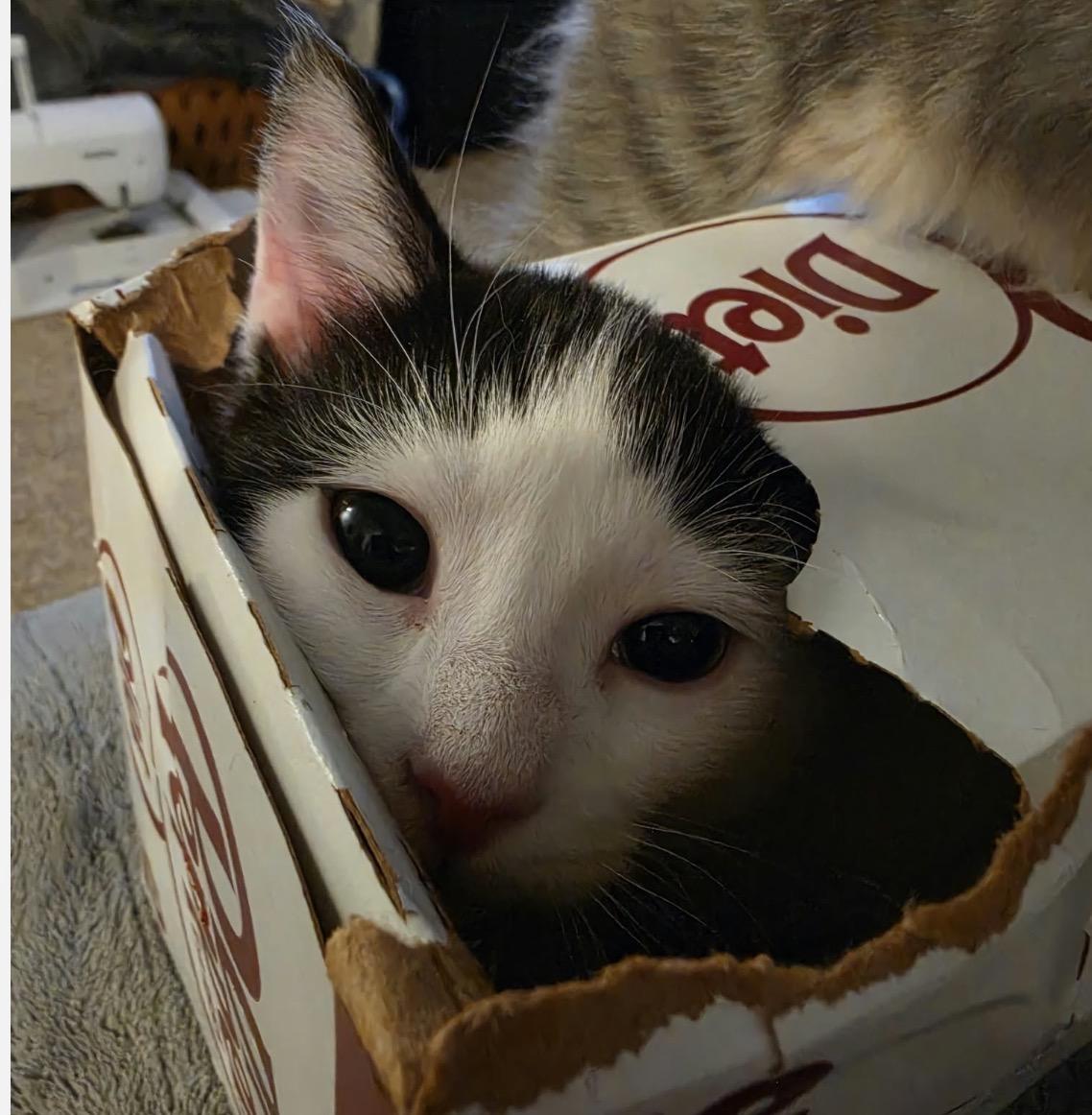 Enlarge Dove, a Adoptable Domestic Short Hair in Maineville, OH image 6/6