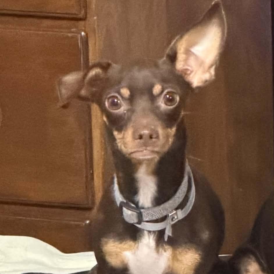 Cora, Adoptable, Young Female Rat Terrier.